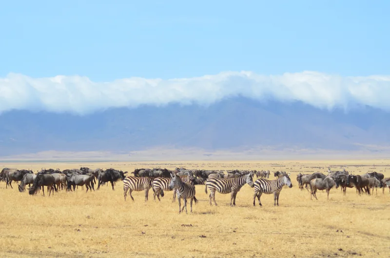 14-Day Mount Meru, Northern Safari & Zanzibar Beach - Tanzania safari